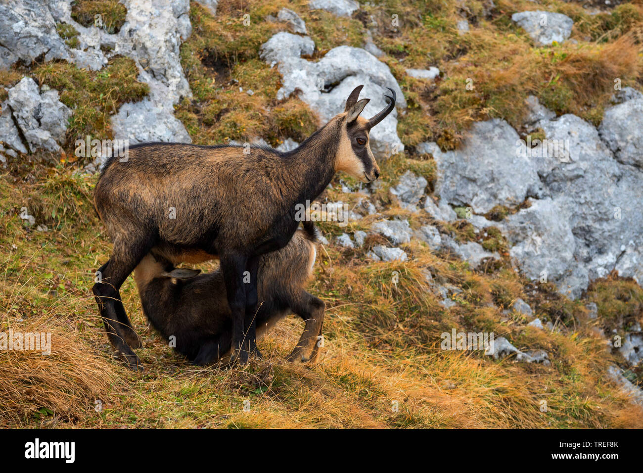 Chamois (Rupicapra rupicapra), femelle chamois suçant son faon, vue de côté, l'Allemagne, la Bavière Banque D'Images