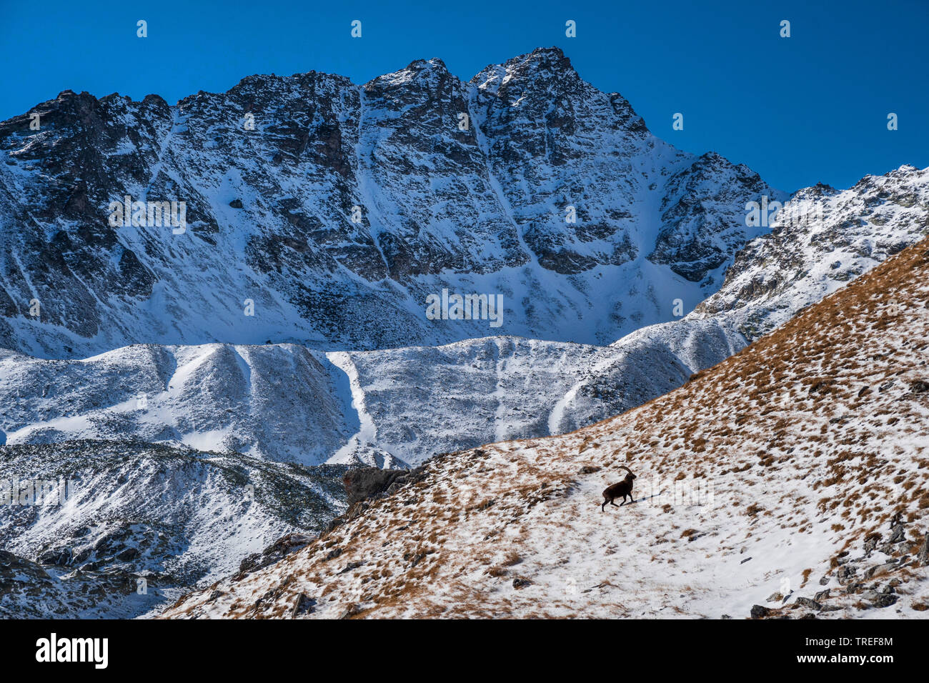 Bouquetin des Alpes (Capra ibex, Capra ibex ibex), dans des paysages de montagne en hiver, l'Italie, le Tyrol du Sud, Vinschgau Banque D'Images