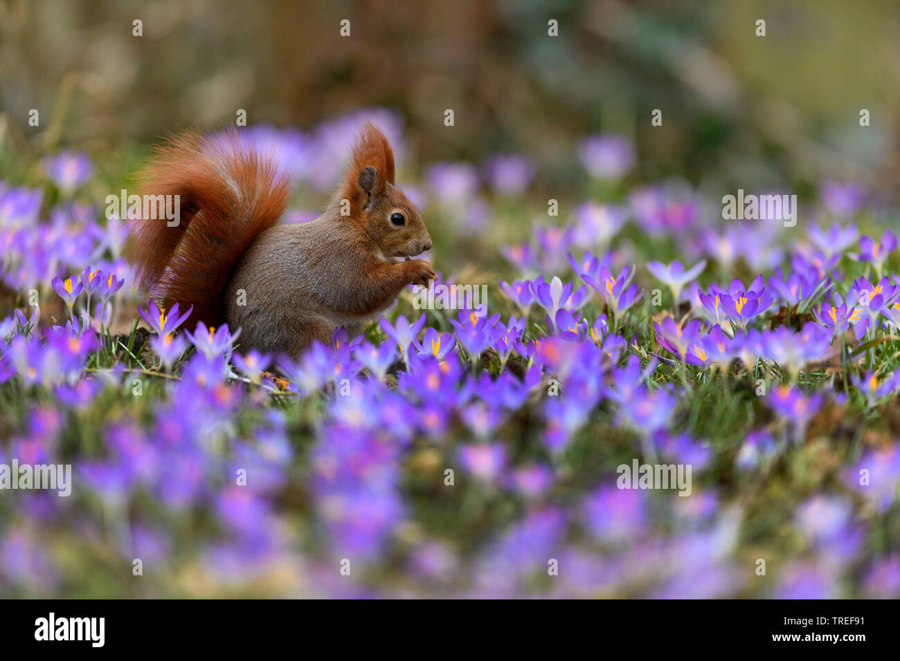 L'écureuil roux européen eurasien, l'écureuil roux (Sciurus vulgaris) assis dans une prairie de Crocus, Germany Banque D'Images