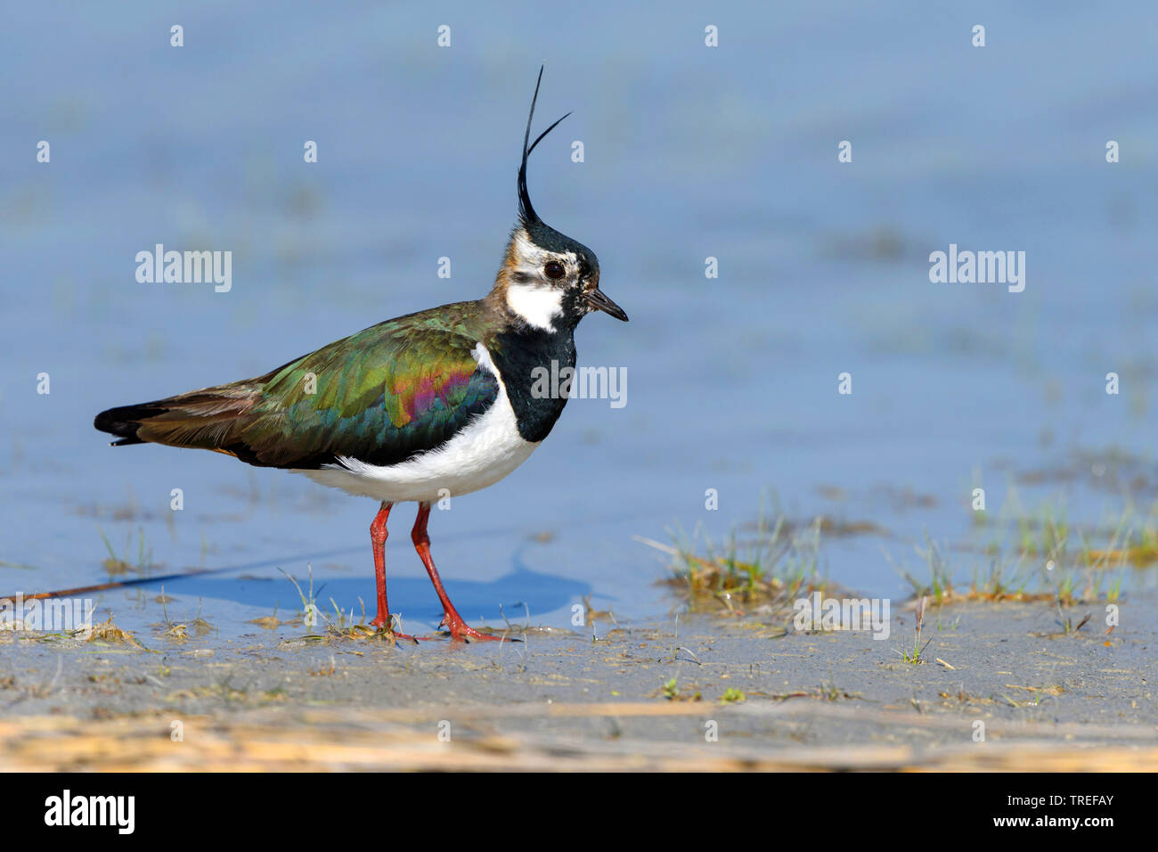 Le nord de sociable (Vanellus vanellus), dans une flaque, l'Autriche, Burgenland, le parc national de Neusiedler See Banque D'Images