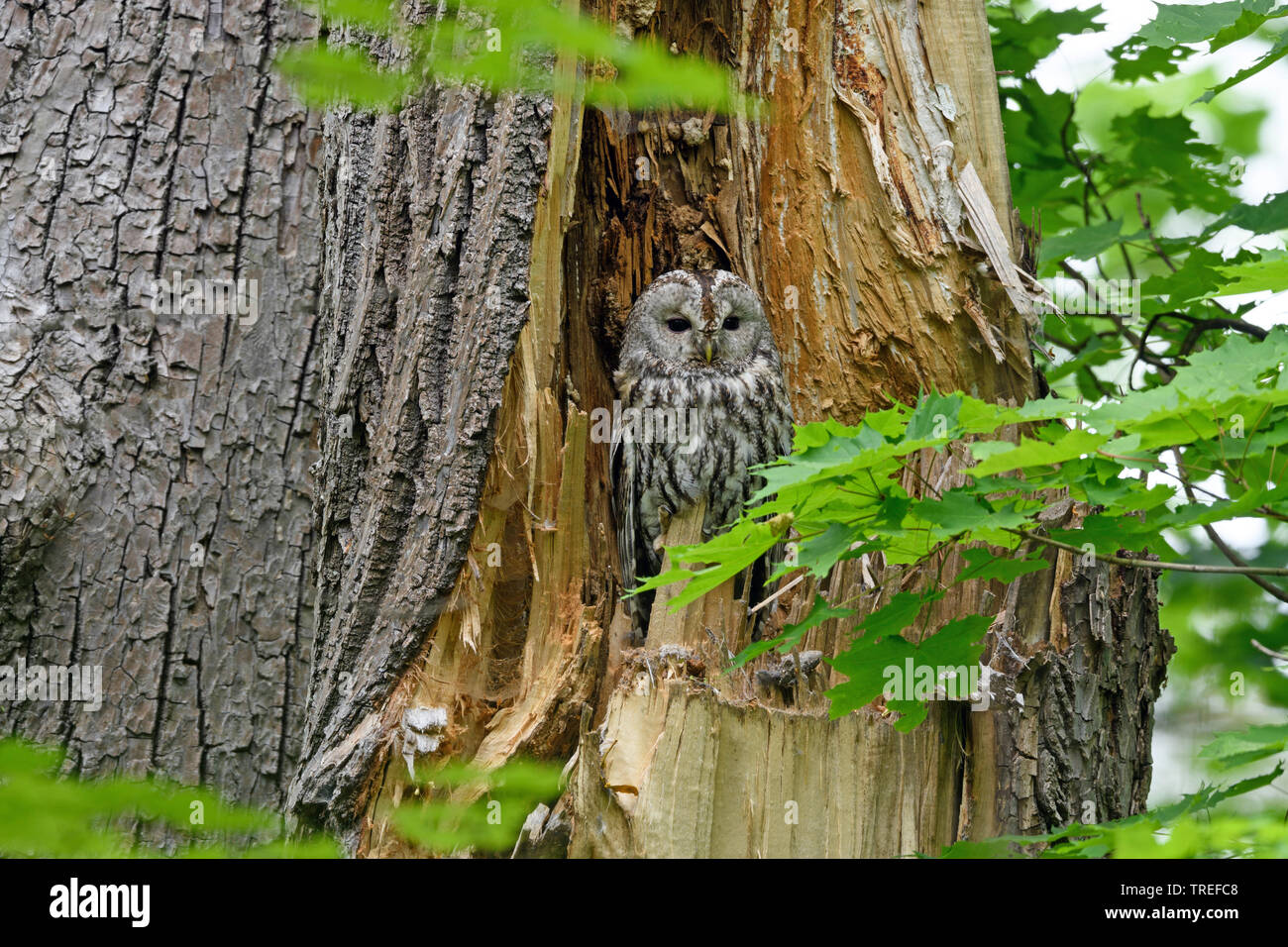 Chouette hulotte eurasien (Strix Aluco enr), se trouve dans un trou d'arbre, de l'Allemagne, la Bavière Banque D'Images