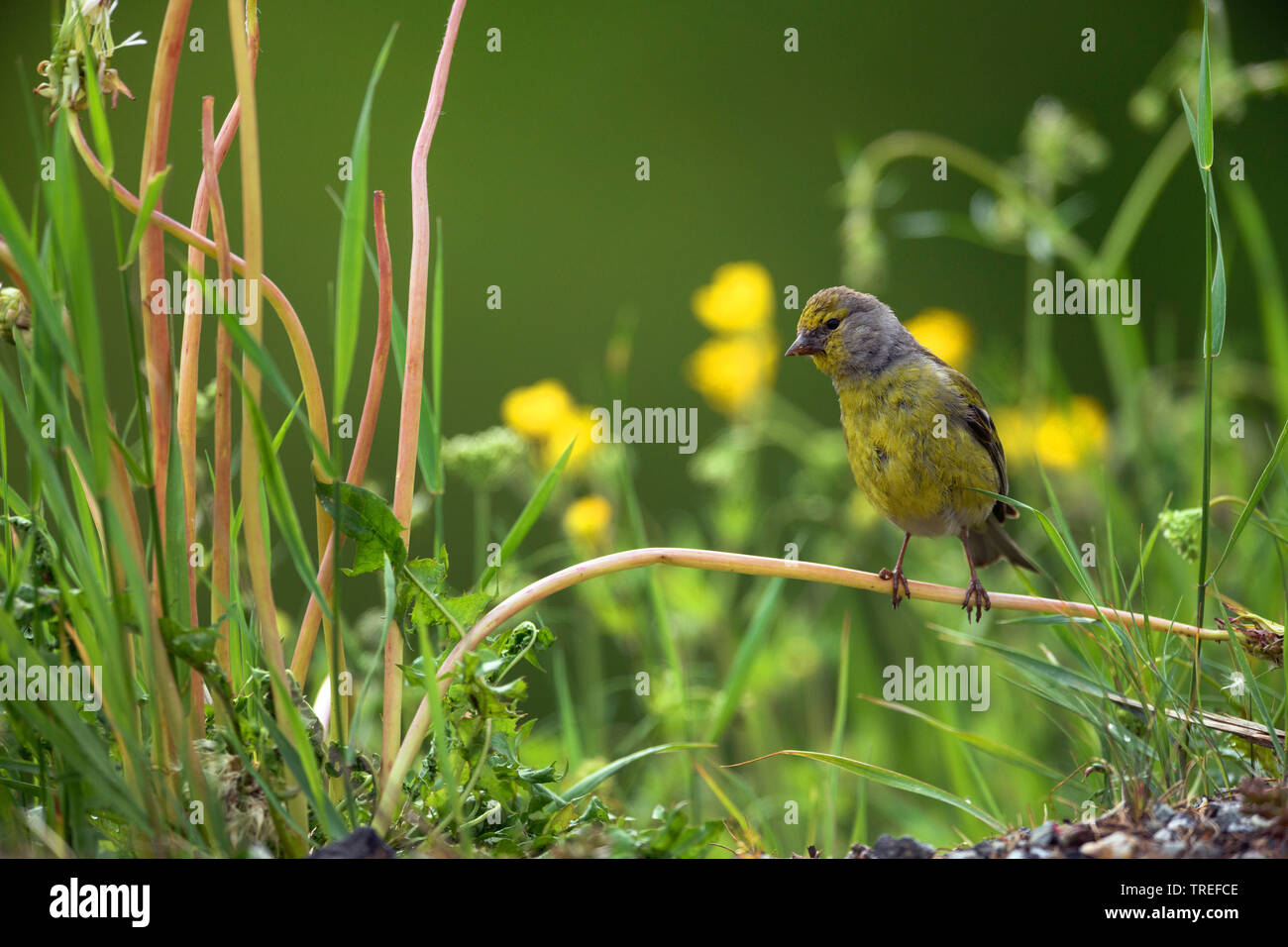 Venturon montagnard (Serinus citrinella, Carduelis citrinella), assis sur une pousse, Autriche Banque D'Images