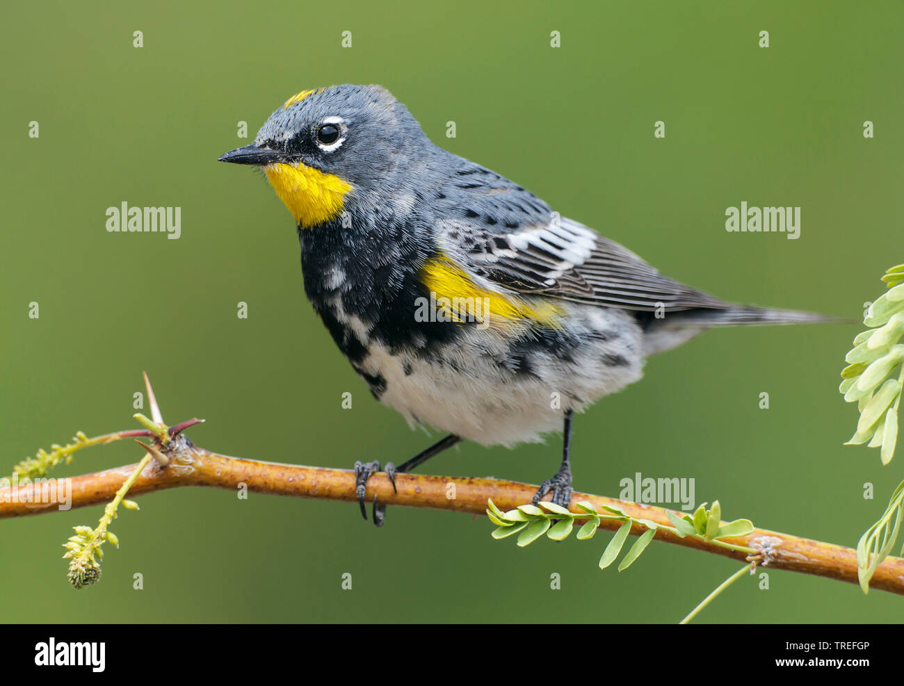Audubon's Warbler (Setophaga auduboni, Setophaga coronata auduboni), homme d'une branche, USA, Californie Banque D'Images