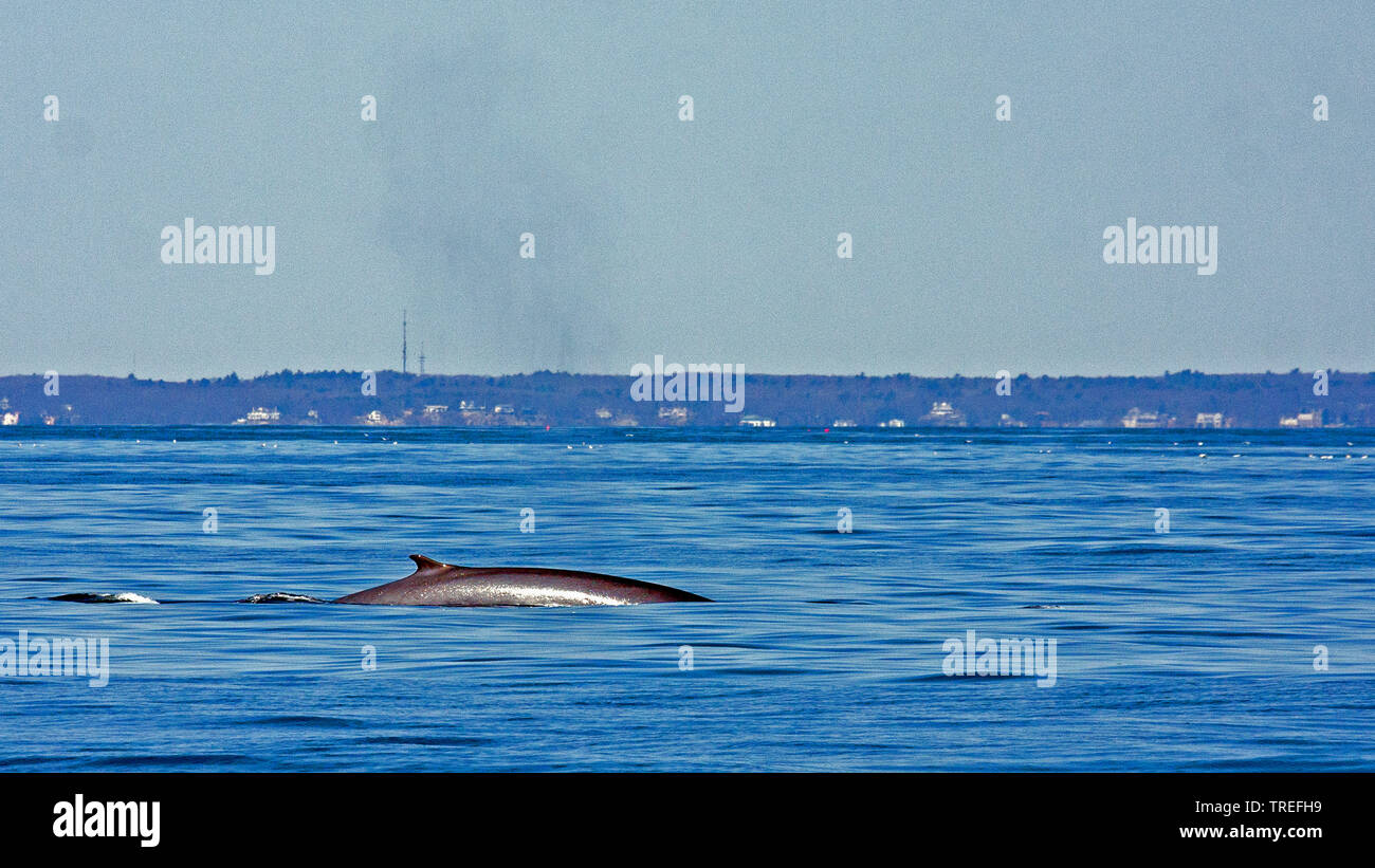 Rorqual commun, rorqual commun (Balaenoptera physalus), nager à l'watersurface près de la côte, vue latérale, USA Banque D'Images
