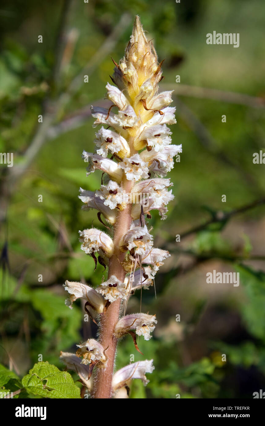 L'Orobanche (Orobanche picridis Oxtongue), inflorescence, Pays-Bas, Berkheide, Katwijk Banque D'Images