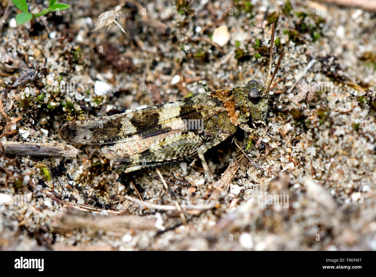 Sauterelle à ailes bleues (Oedipoda coerulescens, Oedipoda caerulescens), se trouve sur le terrain bien camouflée, Pays-Bas Banque D'Images