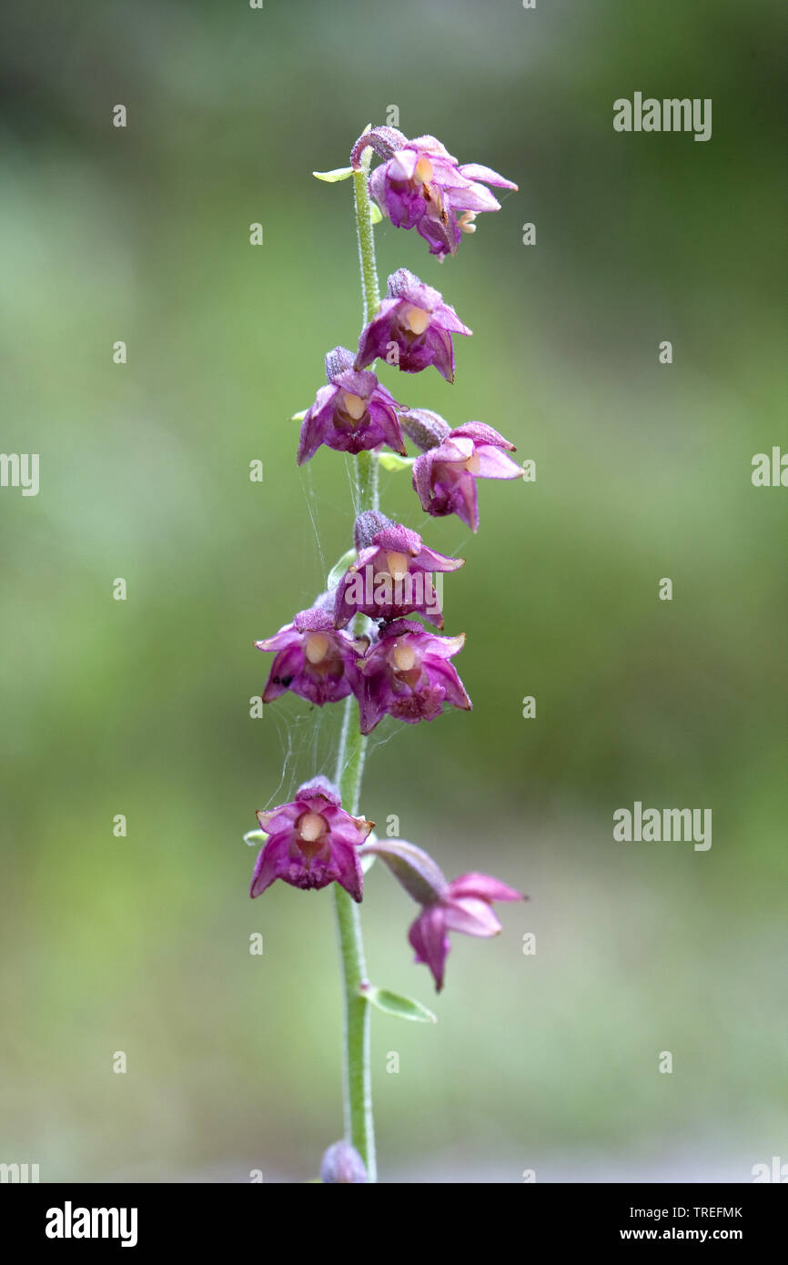 Rouge-foncé, helleborine Epipactis atrorubens (helleborine royale), l'inflorescence, Allemagne Banque D'Images