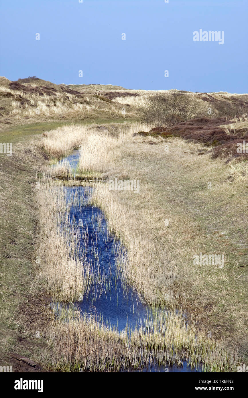 Dunelandscape sur Texel, Pays-Bas, Texel, de Geul Banque D'Images