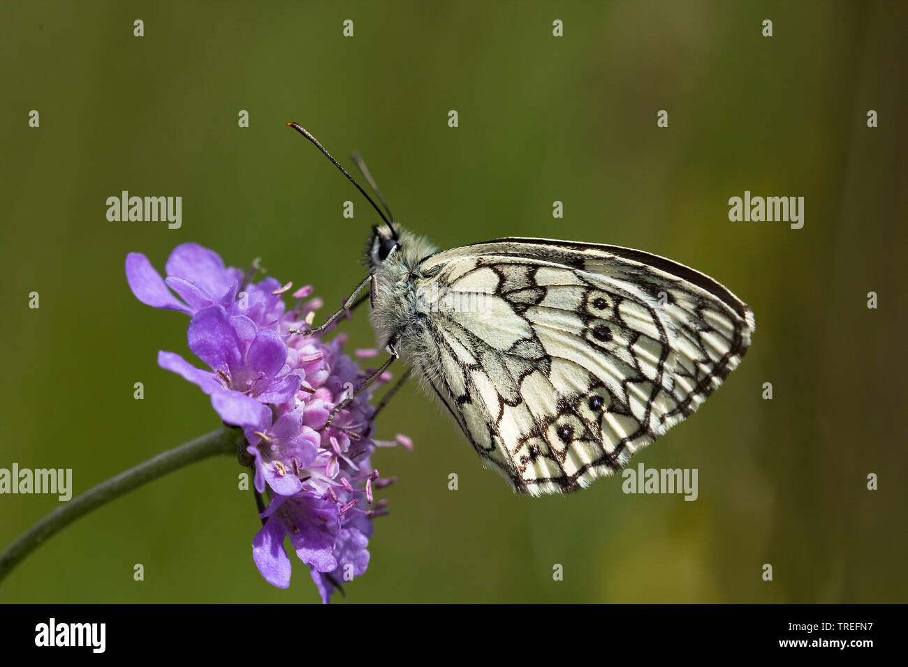 Blanc marbré (Melanargia galathea), assis sur scabious, Allemagne Banque D'Images