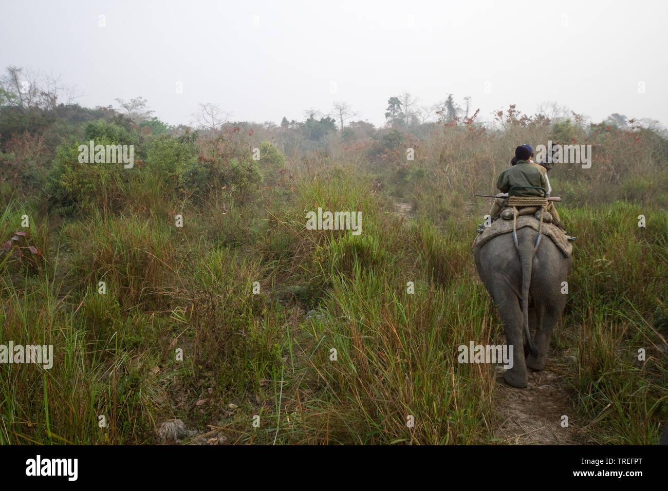L'éléphant d'Asie, l'éléphant d'Asie (Elephas maximus), suivi de l'éléphant, l'Inde, le parc national de Kaziranga Banque D'Images