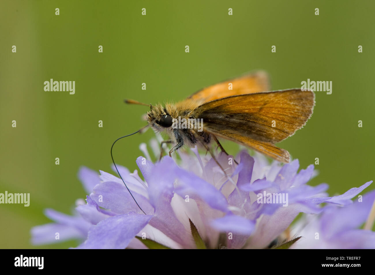 Petite skipper (Thymelicus sylvestris, Thymelicus flavus), suçant à nectar, Knautia arvensis scabious, Allemagne Banque D'Images