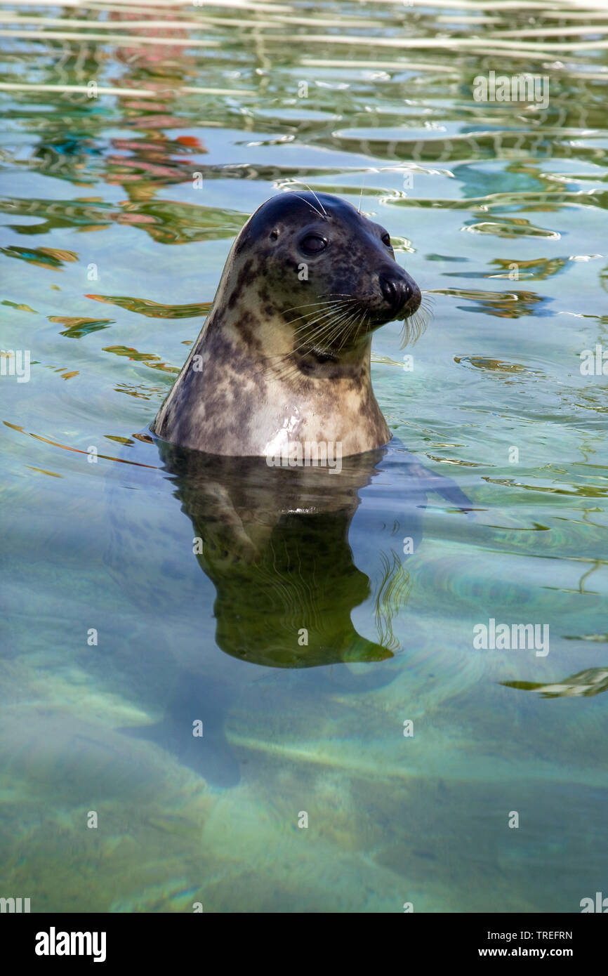 Phoque gris (Halichoerus grypus), à l'eau, portrait Banque D'Images