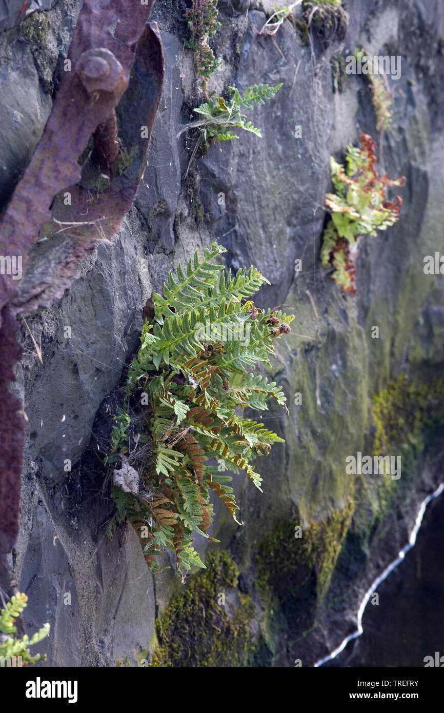 Polypode polypodium vulgare agg Banque de photographies et d’images à ...