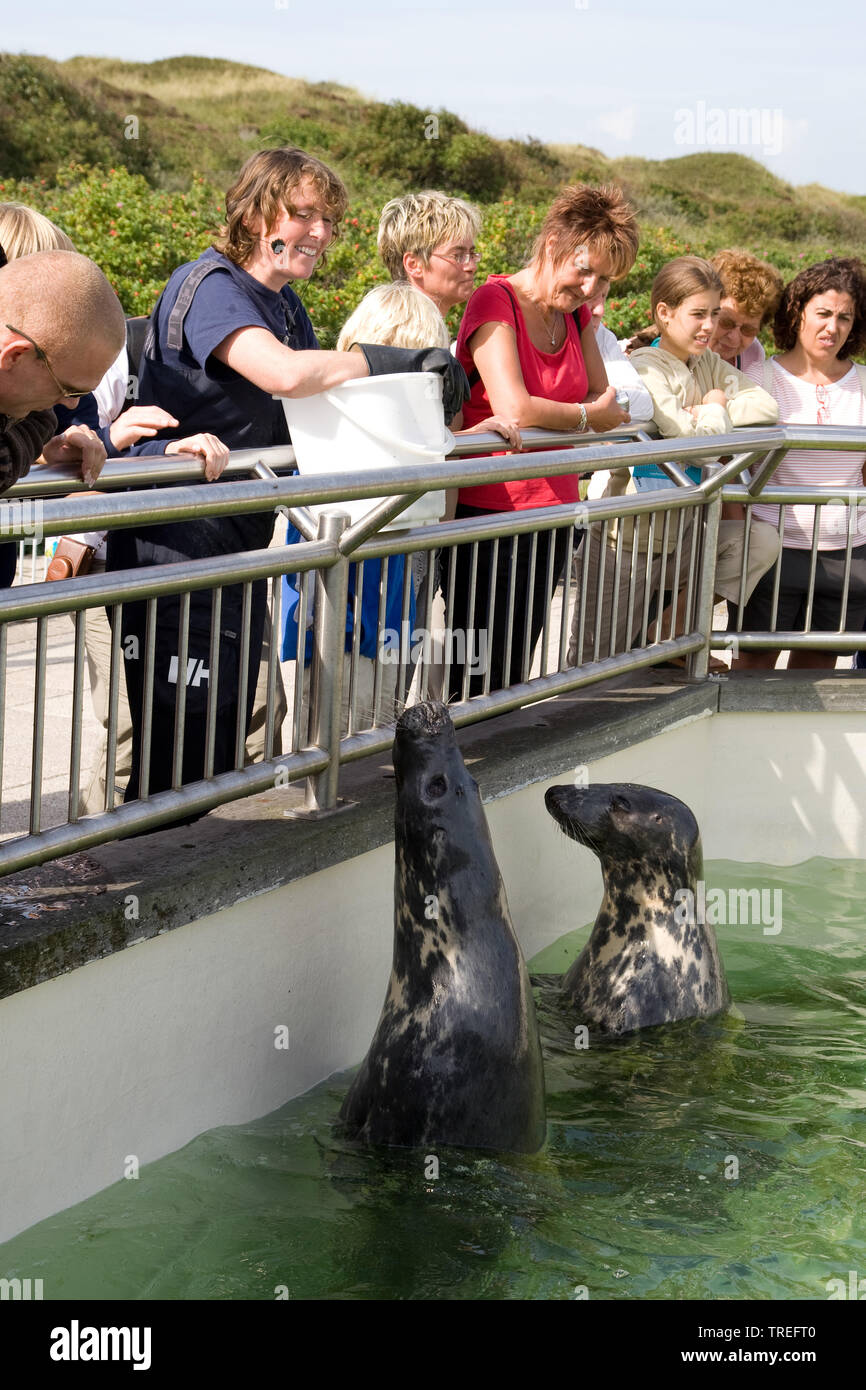 Phoque gris (Halichoerus grypus), zoo keeper les joints d'alimentation en face de spectateurs Banque D'Images