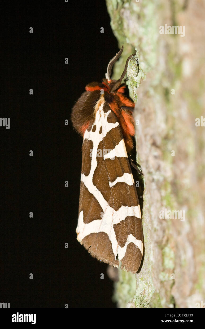 Jardin Tiger Moth, Great Tiger Moth (Arctia caja), est assis sur un tronc d'arbre, Pays-Bas Banque D'Images