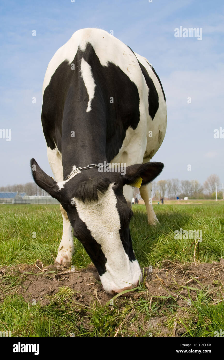 Holstein, Holstein (Bos primigenius f. taurus), le pâturage sur un pâturage, vue avant, Pays-Bas Banque D'Images