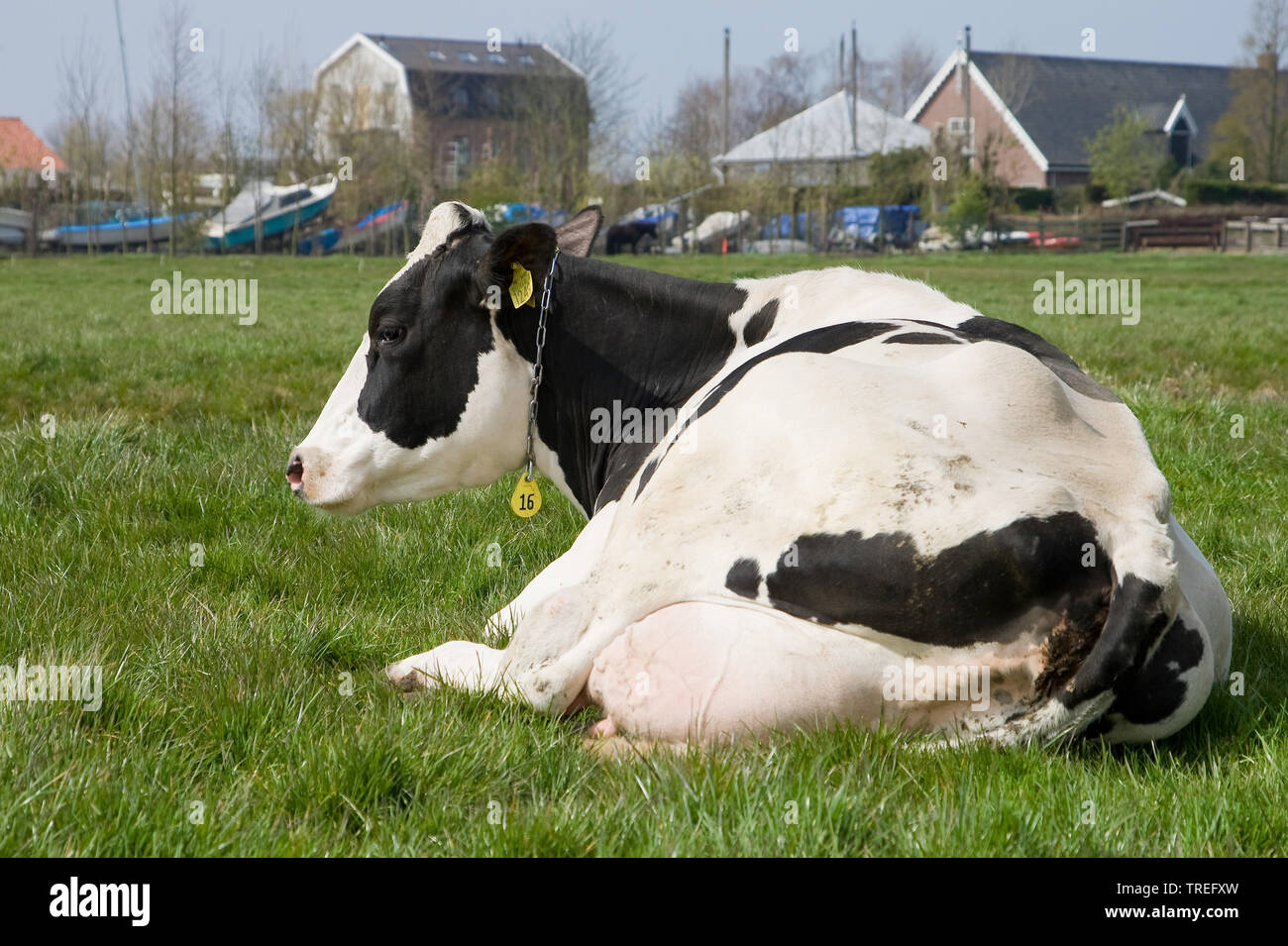 Holstein, Holstein (Bos primigenius f. taurus), allongé sur un pâturage, Pays-Bas Banque D'Images