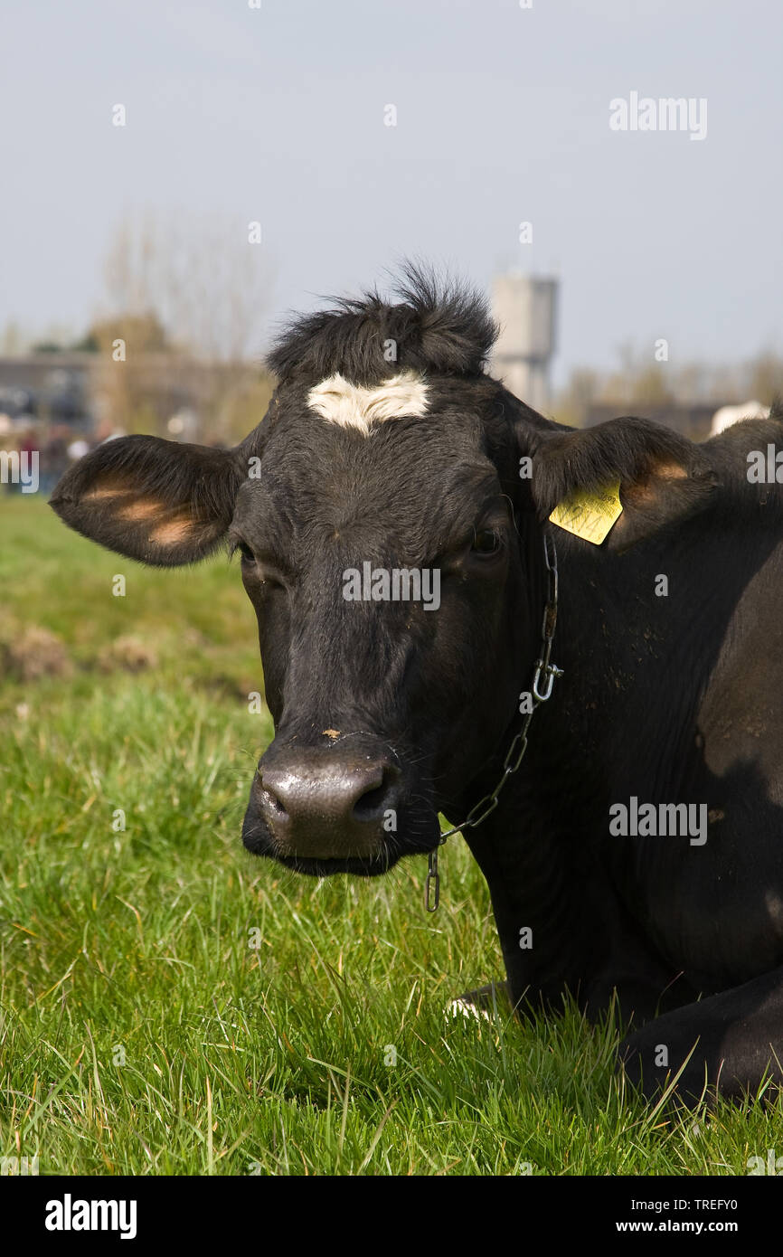 Holstein, Holstein (Bos primigenius f. taurus), portrait, couché sur un pâturage, Pays-Bas Banque D'Images