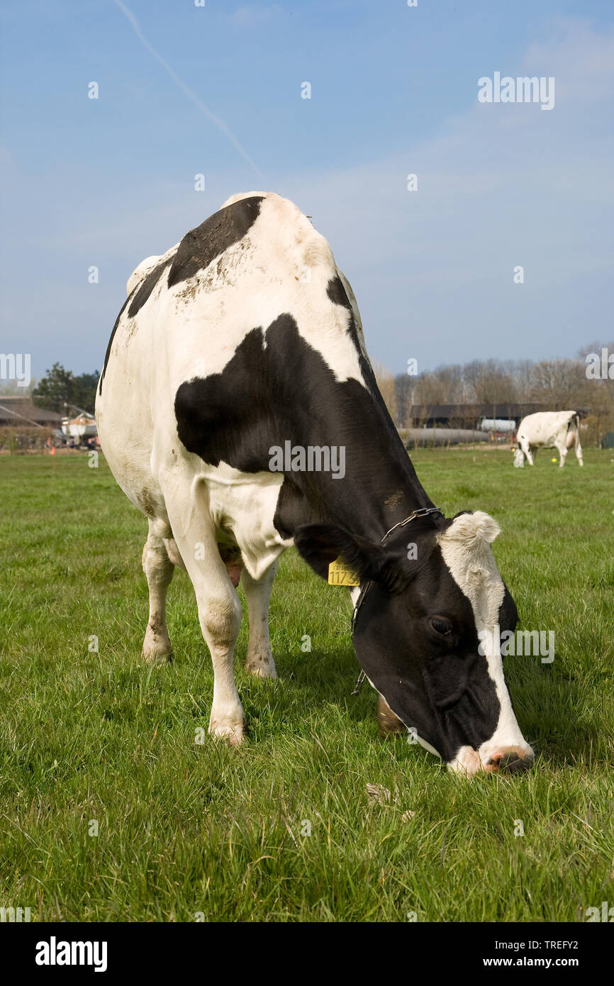 Holstein, Holstein (Bos primigenius f. taurus), le pâturage sur un pâturage, vue avant, Pays-Bas Banque D'Images