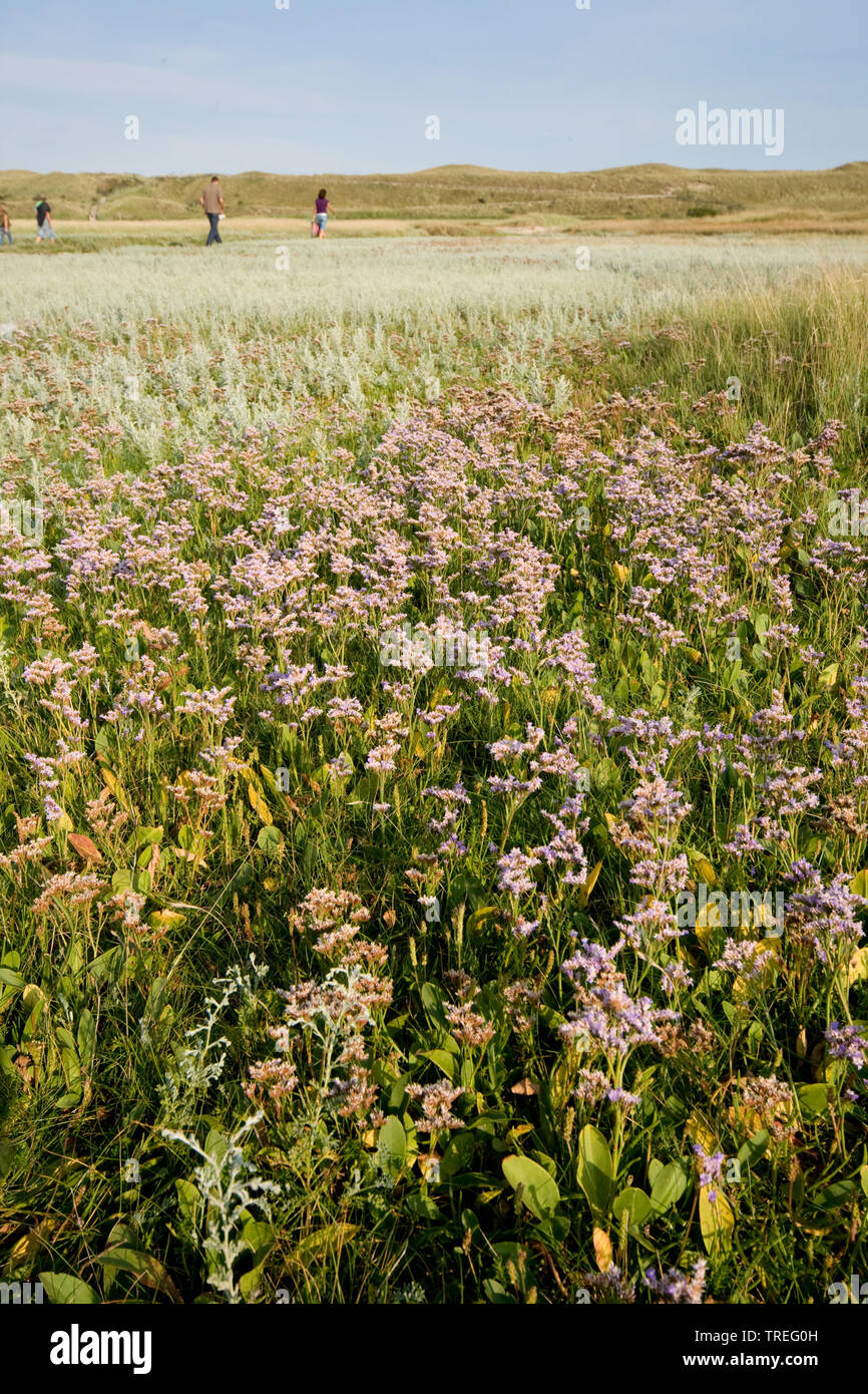 La lavande de mer commun, mer méditerranée-lavande (Limonium vulgare), la floraison, Pays-Bas, Texel Banque D'Images