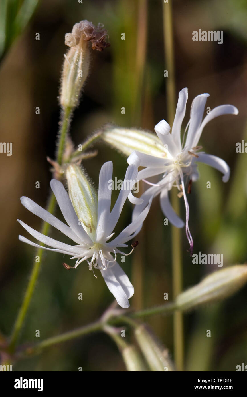 Nottingham Scouler (Silene nutans), fleurs, Pays-Bas, Berkheide Banque D'Images