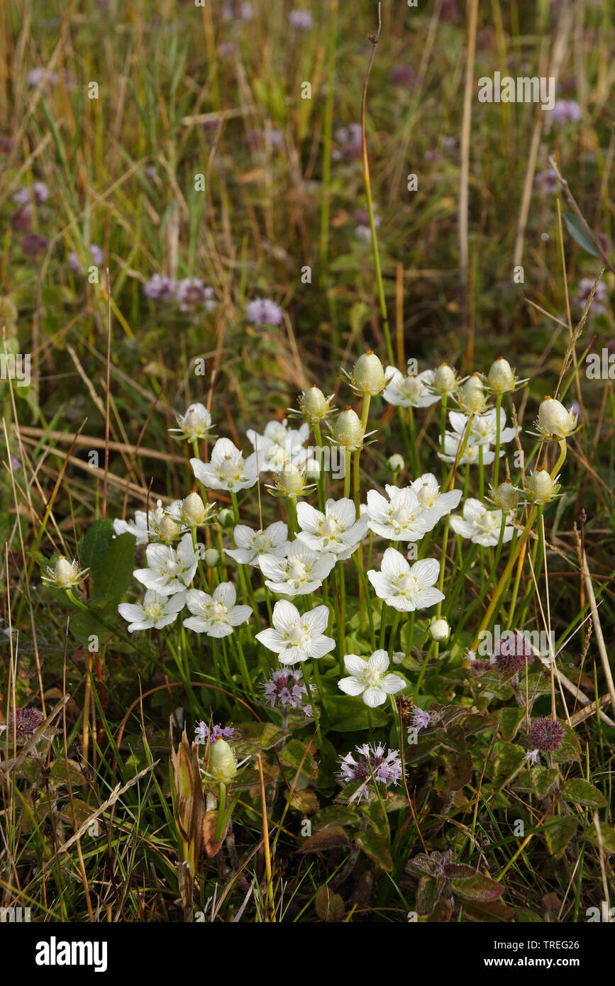 Marsh grass-de-parnassus (Parnassia palustris), qui fleurit dans les dunes, Pays-Bas, Berkheide, Wassenaar Banque D'Images