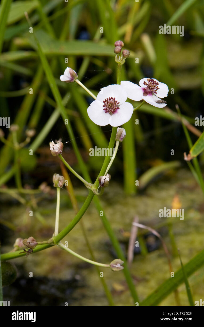 Sagittaria sagittifolia (flèche), qui fleurit dans l'eau d'un fossé, Pays-Bas, Utrecht, Polder Eemnes Banque D'Images