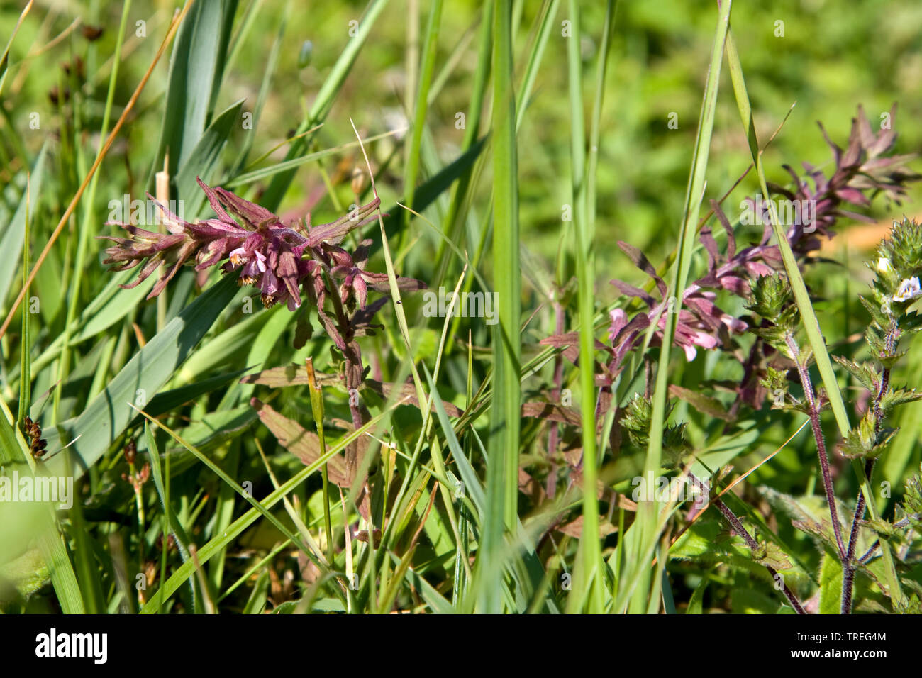 Red Bartsia costal (Odontites vernus subsp. litoralis, Odontites litoralis), dans les dunes, Pays-Bas, Berkheide, Katwijk Banque D'Images