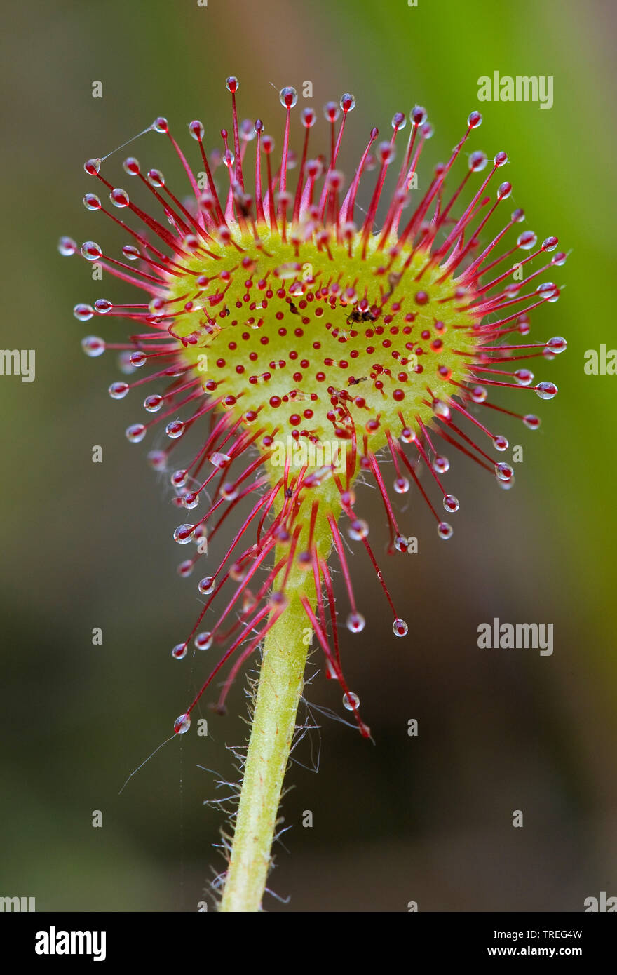 Le rossolis à feuilles rondes, roundleaf Sundew (Drosera rotundifolia), feuille, Pays-Bas, l'Overijssel, Parc National de Weerribben-Wieden Banque D'Images