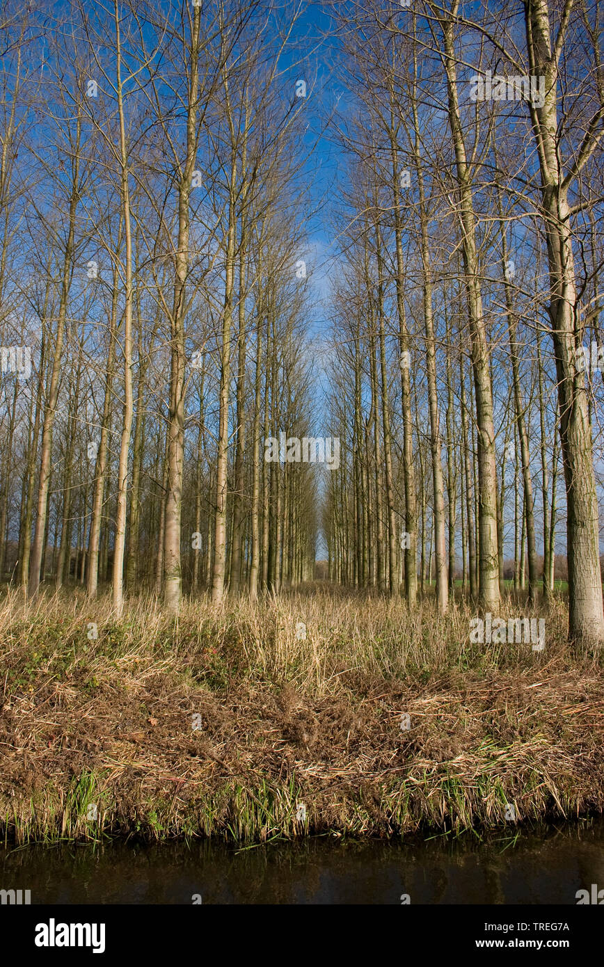 Le tremble, le peuplier (Populus spec.), forêt de peuplier en hiver, Pays-Bas Banque D'Images