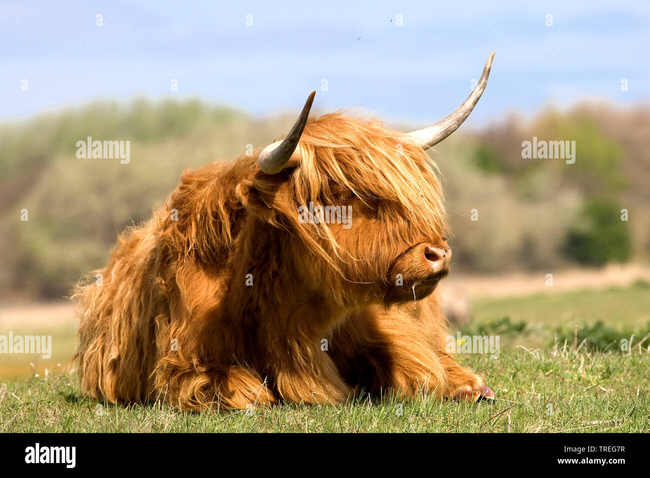 Scottish Highland cattle, Kyloe, Highland vache, Heelan coo (Bos primigenius f. taurus), couchée dans un pré, Pays-Bas, Wassenaar Banque D'Images