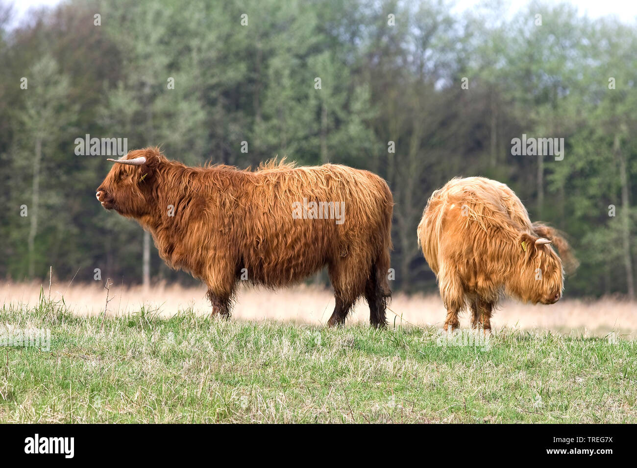Scottish Highland cattle, Kyloe, Highland vache, Heelan coo (Bos primigenius f. taurus), deux vaches dans une réserve naturelle, Pays-Bas, Wassenaar Banque D'Images