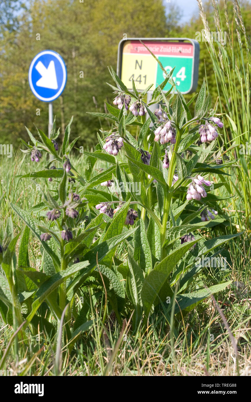 Symphytum officinale Consoude (commune), le long des routes, Pays-Bas, Katwijk Banque D'Images