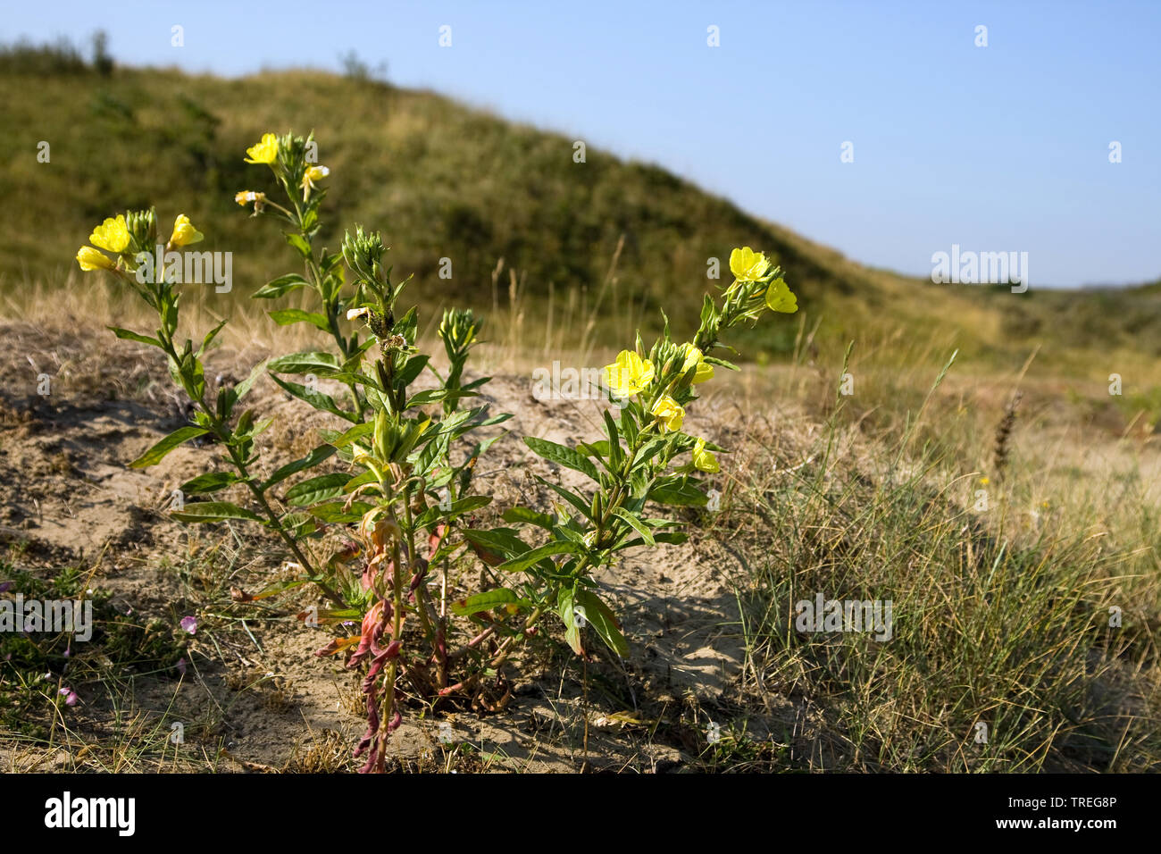 L'onagre (Oenothera spec.), dans les dunes de sable, Pays-Bas, Berkheide Banque D'Images