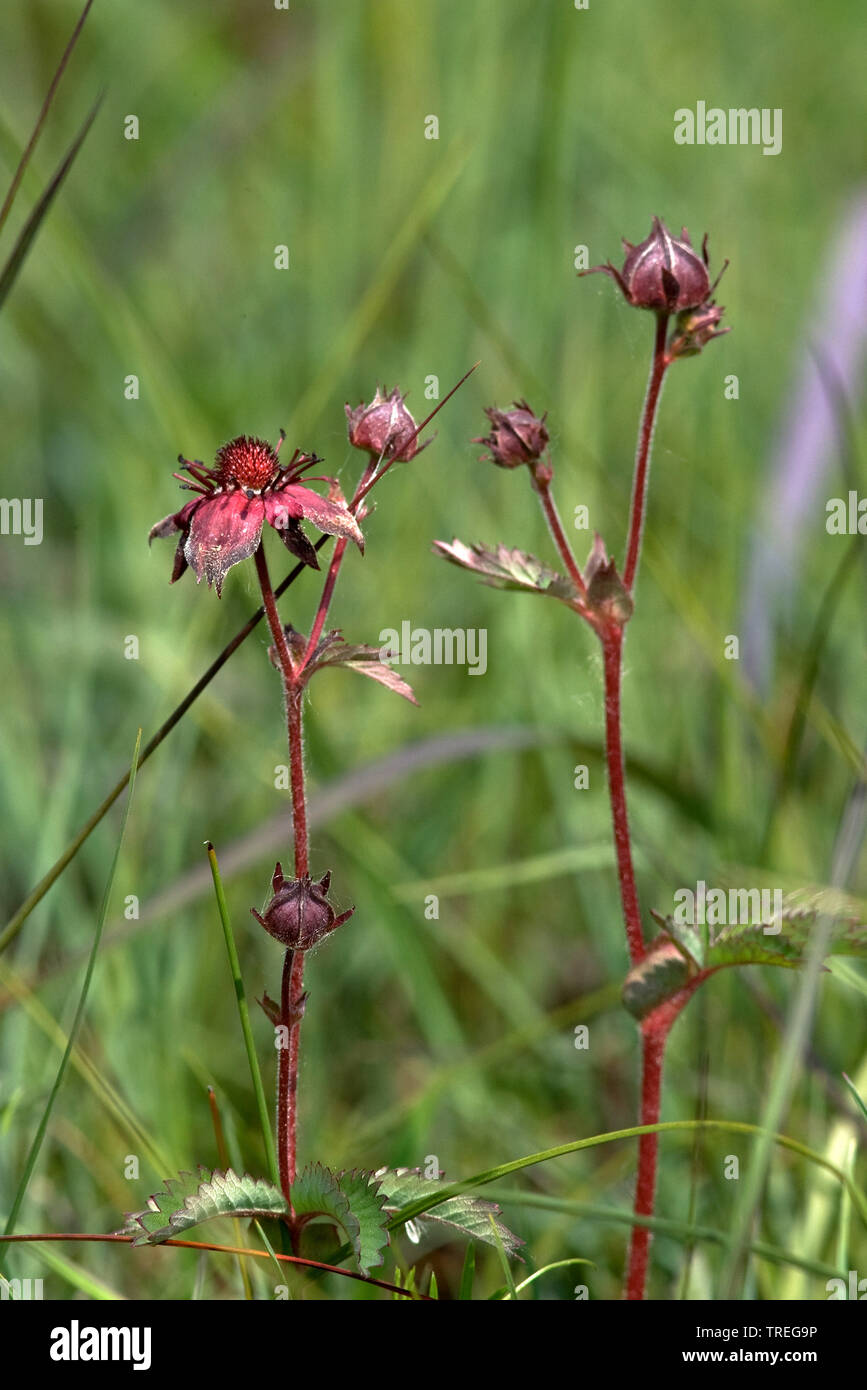 Potentille marsh marsh, cinq doigts, violet (potentille Potentilla palustris, Comarum palustre), la floraison, Pays-Bas, Schiermonnikoog Banque D'Images