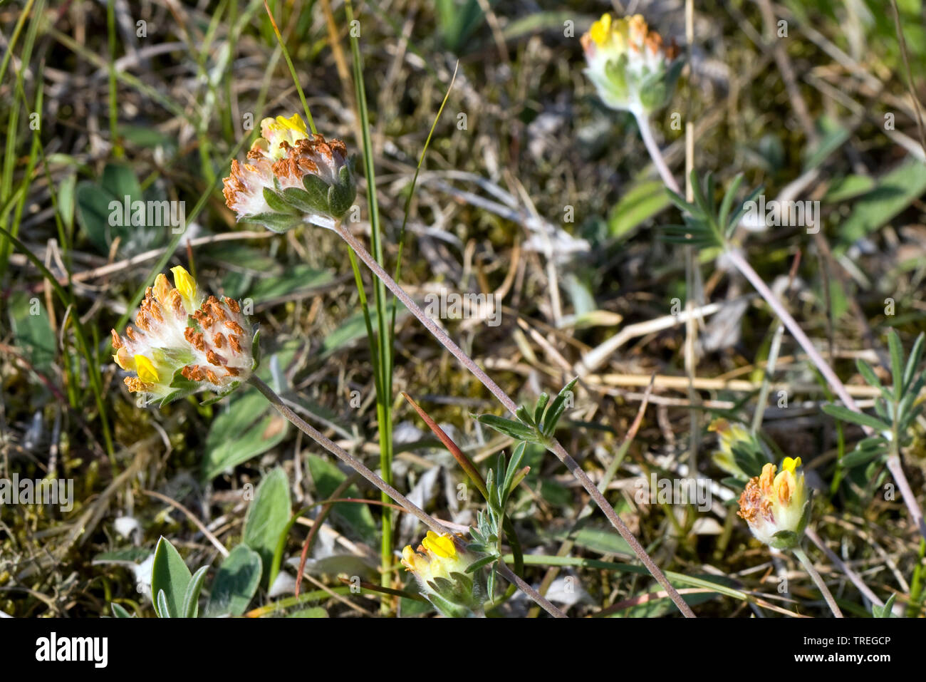 Kidneyvetch la vesce commune, rein, Anthyllis vulneraria (Woundwort, Vulneraria heterophylla), qui fleurit dans les dunes côtières, Pays-Bas, Berkheide Banque D'Images