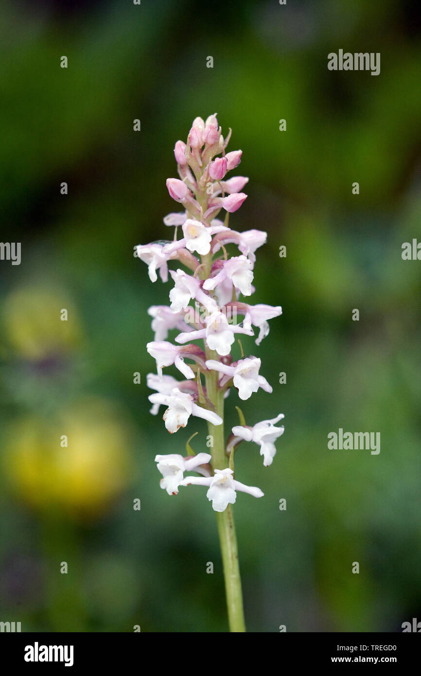 Petit-white orchid (Pseudorchis albida, Leucorchis albida), la floraison, Allemagne Banque D'Images