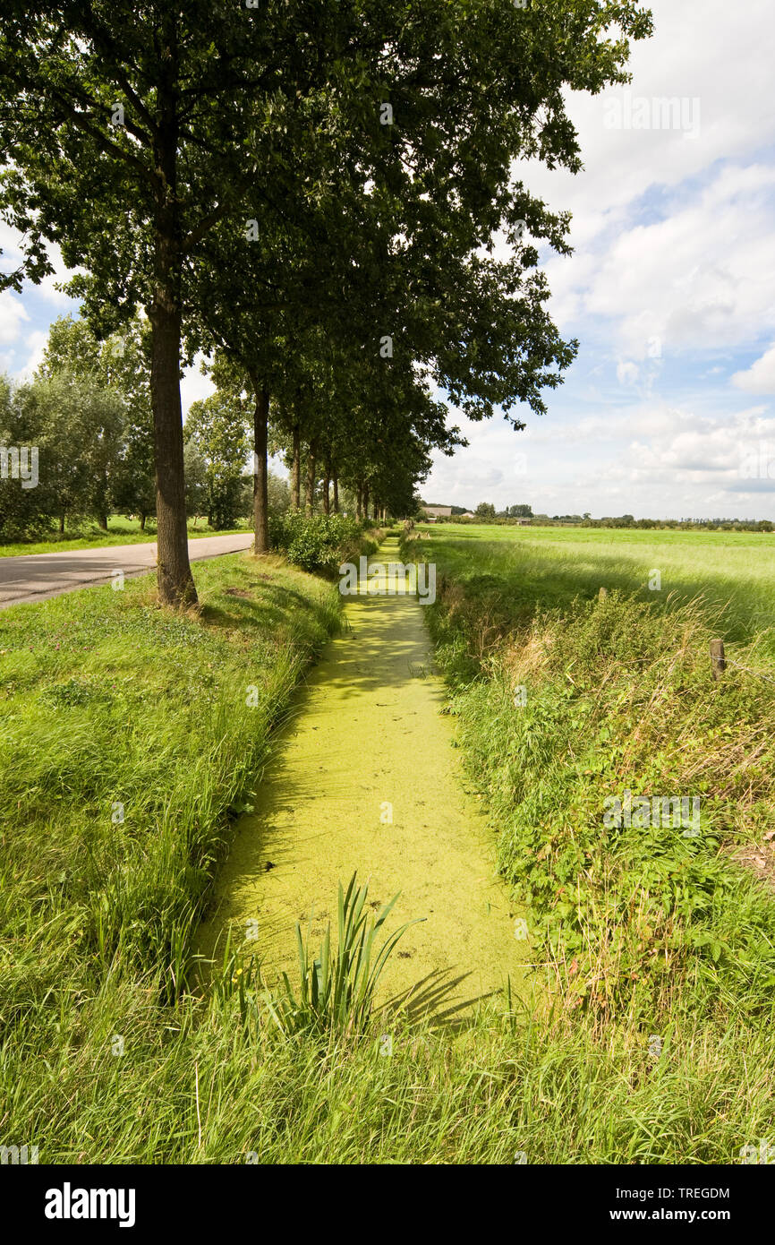 Lentilles d'eau eutrophes avec fossés, Pays-Bas, Utrecht Banque D'Images