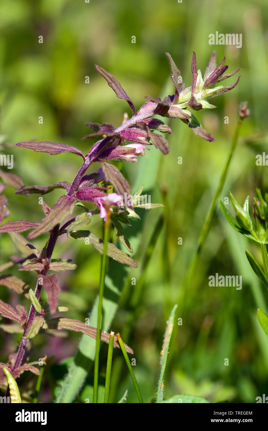 Red Bartsia costal (Odontites vernus subsp. litoralis, Odontites litoralis), dans les dunes, Pays-Bas, Berkheide, Wassenaar Banque D'Images