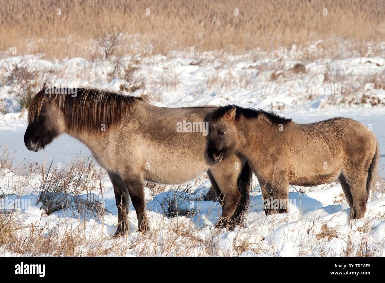 Konik Cheval (Equus przewalskii f. caballus), mare avec poulain dans paysage de neige, vue latérale, Pays Bas, Hollande-du-Sud, Wassenaar Banque D'Images