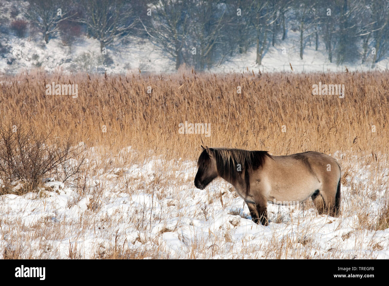 Konik Cheval (Equus przewalskii f. caballus), Standing in snowy landscape, side view, Pays Bas, Hollande-du-Sud, Wassenaar Banque D'Images