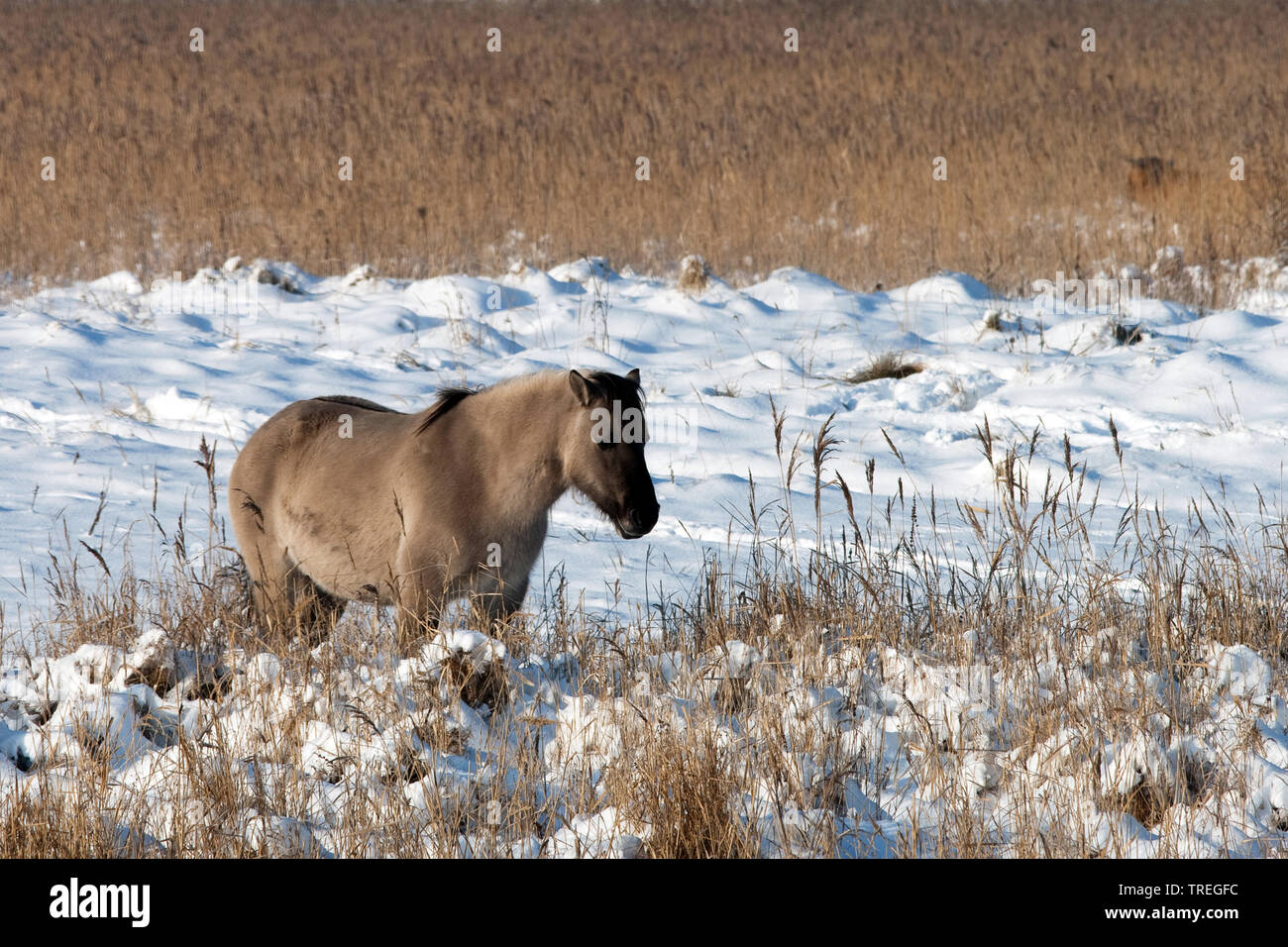 Konik Cheval (Equus przewalskii f. caballus), Standing in snowy landscape, side view, Pays Bas, Hollande-du-Sud, Wassenaar Banque D'Images
