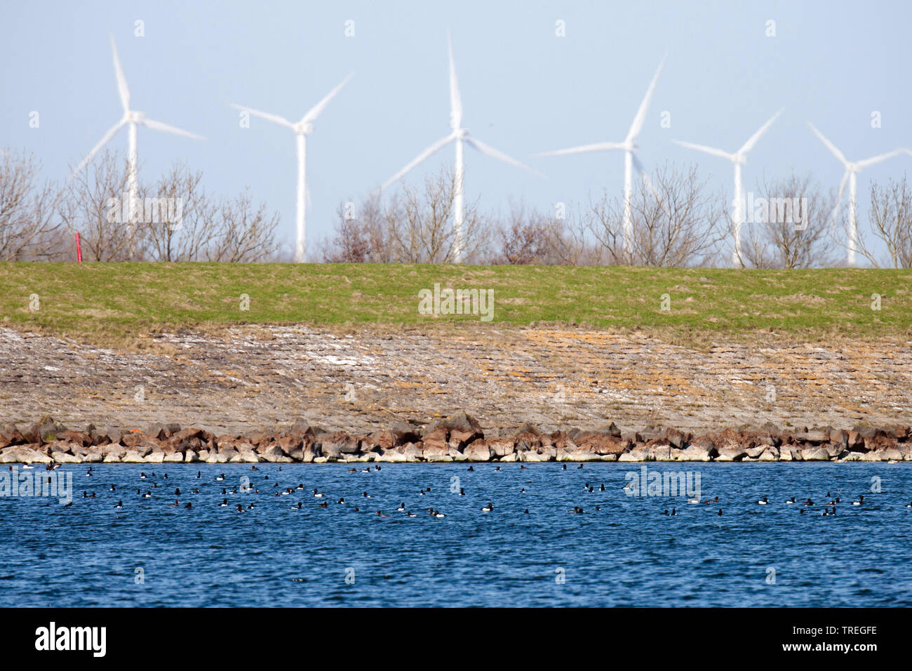 Fuligule morillon (Aythya fuligula), groupe en face d'une digue et les roues du vent, Pays-Bas Banque D'Images