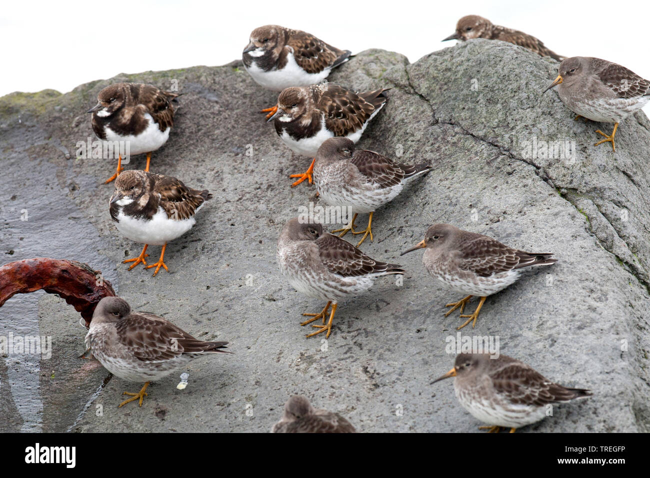 Bécasseau violet (Calidris maritima), sur une digue, Pays-Bas Banque D'Images