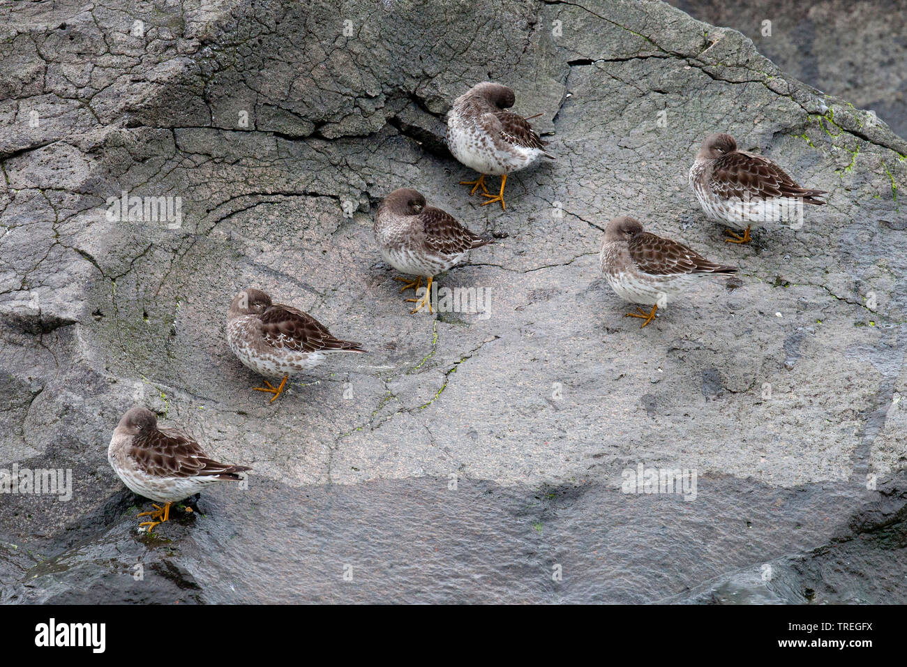 Bécasseau violet (Calidris maritima), sur une digue, Pays-Bas Banque D'Images