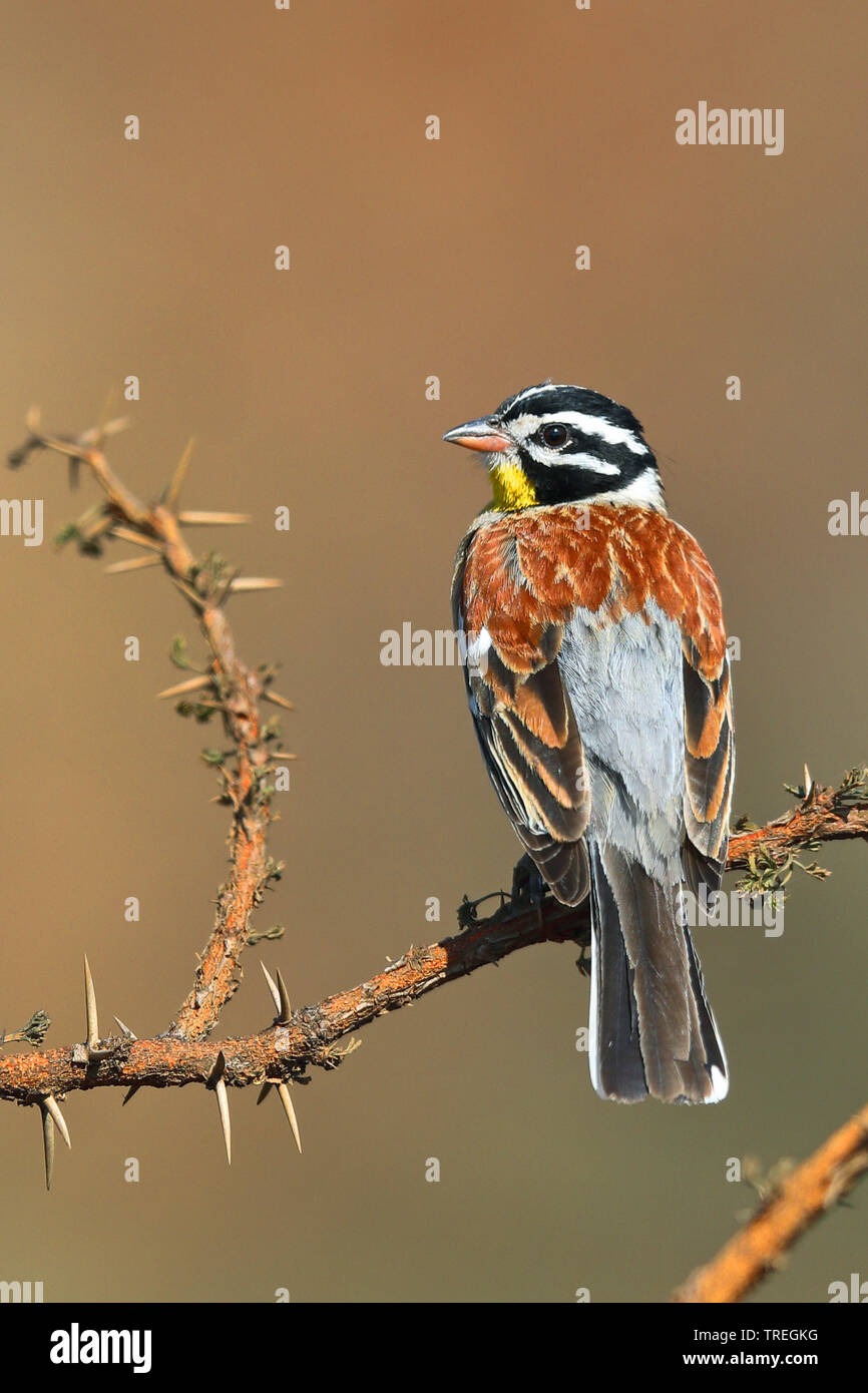 Golden-breasted bunting (Emberiza flaviventris), assis sur un buisson, Afrique du Sud, Province du Nord Ouest, le Parc National de Pilanesberg Banque D'Images