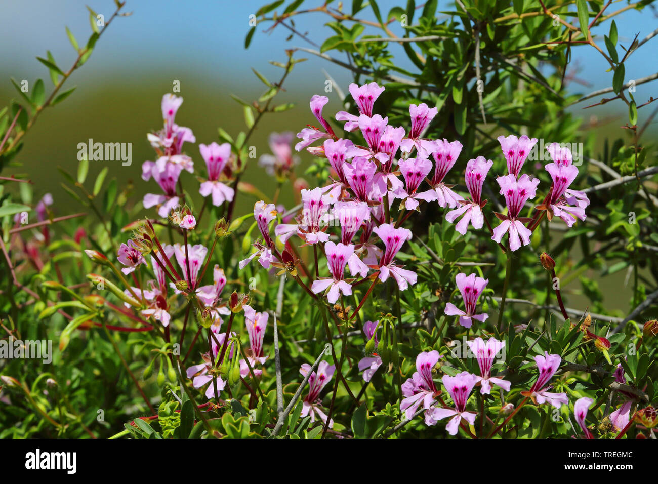 Feuilles de lierre géranium (Pelargonium peltatum), fleurs de forme sauvage, Afrique du Sud, Eastern Cape, Addo Elephant National Park Banque D'Images