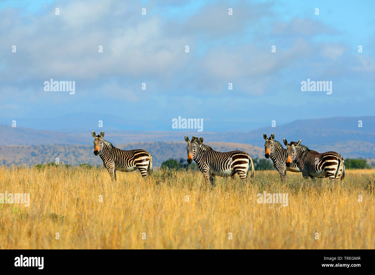 Zèbre de montagne du cap, zèbre de montagne (Equus zebra zebra), troupeau en savane, Afrique du Sud, Eastern Cape, Mountain Zebra National Park Banque D'Images