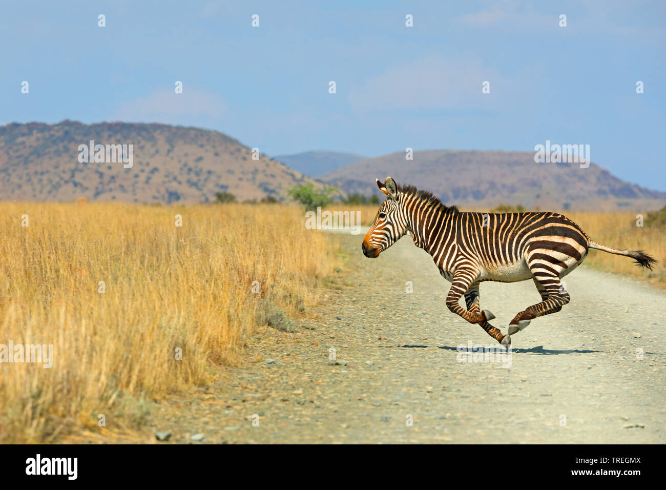 Zèbre de montagne du cap, zèbre de montagne (Equus zebra zebra), au galop sur une route dans la savane, Afrique du Sud, Eastern Cape, Mountain Zebra National Park Banque D'Images