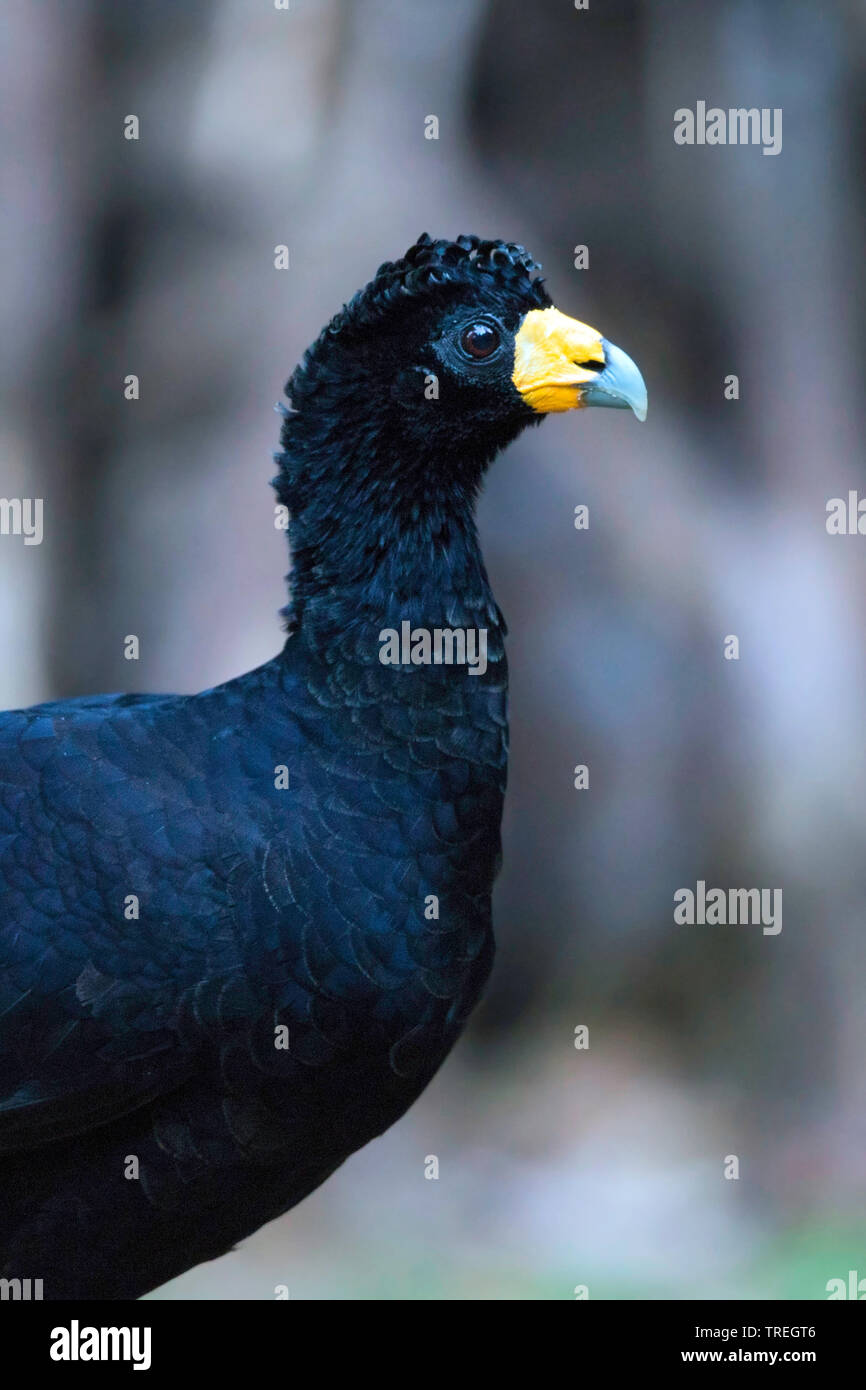 (Crax alector curassow noire), portrait, Colombie Banque D'Images